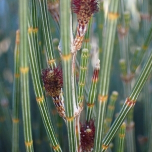 Allocasuarina distyla at Jervis Bay, JBT - 25 Jul 2023