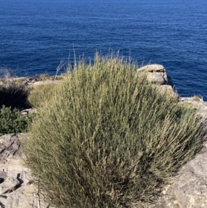 Allocasuarina distyla at Jervis Bay, JBT - 25 Jul 2023