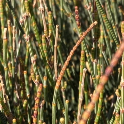 Allocasuarina distyla (Shrubby Sheoak) at Jervis Bay, JBT - 25 Jul 2023 by AnneG1