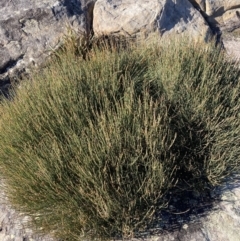 Allocasuarina distyla at Jervis Bay, JBT - 25 Jul 2023 01:01 PM