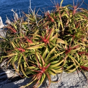 Dracophyllum oceanicum at Jervis Bay, JBT - suppressed