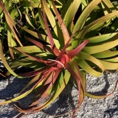 Dracophyllum oceanicum at Jervis Bay, JBT - suppressed