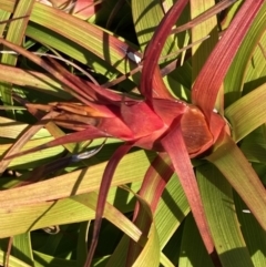 Dracophyllum oceanicum at Jervis Bay, JBT - 25 Jul 2023