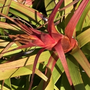 Dracophyllum oceanicum at Jervis Bay, JBT - suppressed