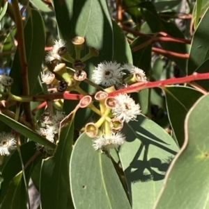 Eucalyptus sieberi at Booderee National Park - 25 Jul 2023 02:11 PM