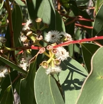 Eucalyptus sieberi (Silvertop Ash) at Booderee National Park - 25 Jul 2023 by AnneG1