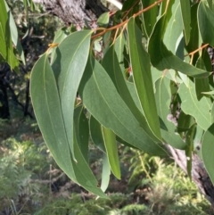 Eucalyptus sieberi at Booderee National Park - 25 Jul 2023