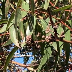 Eucalyptus sieberi at Booderee National Park - 25 Jul 2023