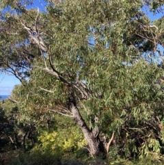 Eucalyptus sieberi at Booderee National Park - 25 Jul 2023