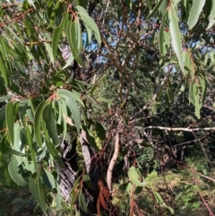 Eucalyptus sieberi at Booderee National Park - 25 Jul 2023 02:11 PM