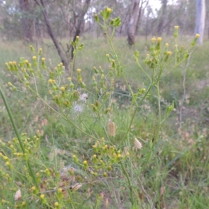Senecio hispidulus at Bowning, NSW - 11 Dec 2022