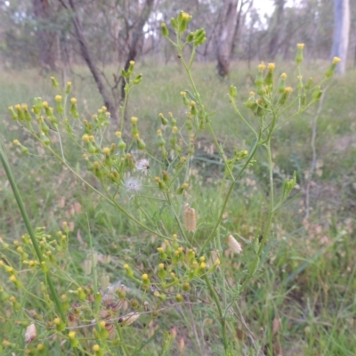 Senecio hispidulus (Hill Fireweed) at Bowning, NSW - 11 Dec 2022 by MichaelBedingfield