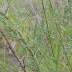 Senecio hispidulus at Bowning, NSW - 11 Dec 2022