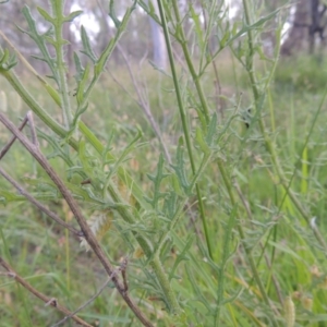 Senecio hispidulus at Bowning, NSW - 11 Dec 2022 06:04 PM