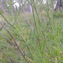 Senecio hispidulus at Bowning, NSW - 11 Dec 2022