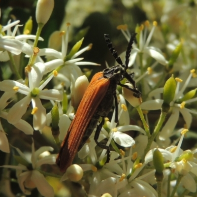 Porrostoma rhipidium (Long-nosed Lycid (Net-winged) beetle) at Pollinator-friendly garden Conder - 8 Jan 2023 by michaelb