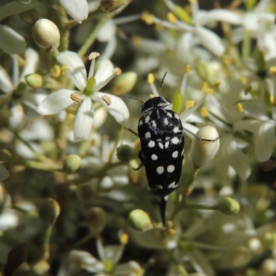 Mordella dumbrelli (Dumbrell's Pintail Beetle) at Conder, ACT - 8 Jan 2023 by MichaelBedingfield