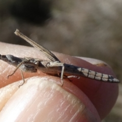 Keyacris scurra (Key's Matchstick Grasshopper) at QPRC LGA - 25 Jul 2023 by Paul4K