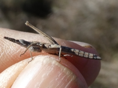 Keyacris scurra (Key's Matchstick Grasshopper) at Borough, NSW - 26 Jul 2023 by Paul4K