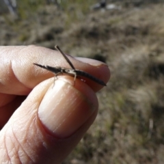 Keyacris scurra at Borough, NSW - 26 Jul 2023