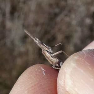 Keyacris scurra at Borough, NSW - suppressed