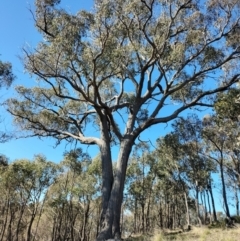 Eucalyptus macrorhyncha (Red Stringybark) at Yass River, NSW - 24 Jul 2023 by 120Acres
