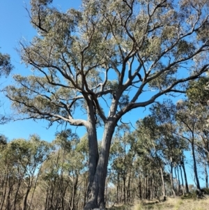 Eucalyptus macrorhyncha at suppressed - 24 Jul 2023