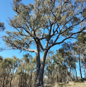 Eucalyptus macrorhyncha at Yass River, NSW - 24 Jul 2023