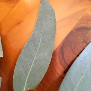 Eucalyptus macrorhyncha at Yass River, NSW - 24 Jul 2023