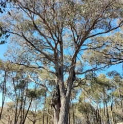 Eucalyptus macrorhyncha at Yass River, NSW - 24 Jul 2023