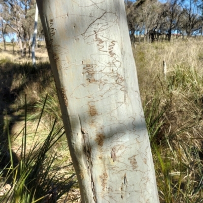 Eucalyptus rossii (Inland Scribbly Gum) at Yass River, NSW - 26 Jul 2023 by 120Acres