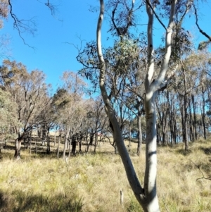 Eucalyptus rossii at Yass River, NSW - 26 Jul 2023