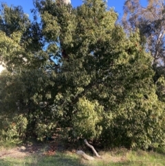 Brachychiton populneus (Kurrajong) at Mount Majura - 25 Jul 2023 by waltraud