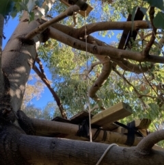 Brachychiton populneus at Hackett, ACT - 25 Jul 2023