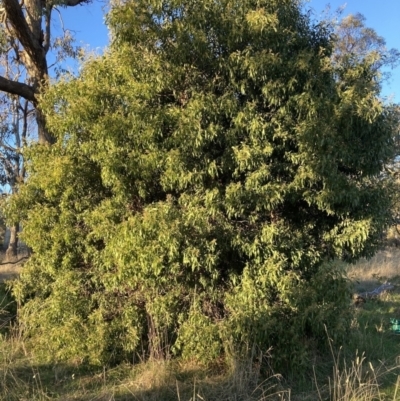 Acacia melanoxylon (Blackwood) at Mount Majura - 25 Jul 2023 by waltraud