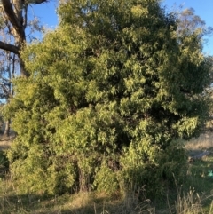 Acacia melanoxylon (Blackwood) at Mount Majura - 25 Jul 2023 by waltraud