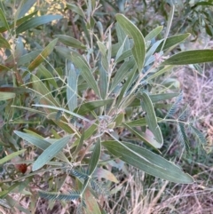 Acacia melanoxylon at Hackett, ACT - 25 Jul 2023