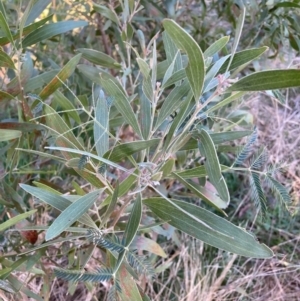 Acacia melanoxylon at Hackett, ACT - 25 Jul 2023 04:36 PM