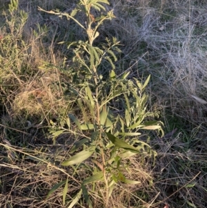 Acacia melanoxylon at Hackett, ACT - 25 Jul 2023 04:36 PM