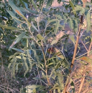 Acacia melanoxylon at Hackett, ACT - 25 Jul 2023 04:36 PM