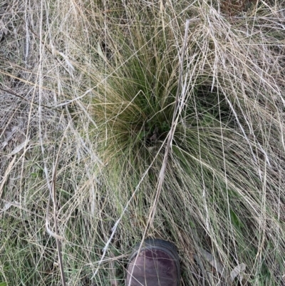 Nassella trichotoma (Serrated Tussock) at Mount Majura - 25 Jul 2023 by waltraud