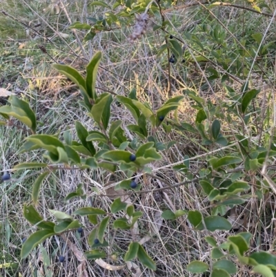Ligustrum sinense (Narrow-leaf Privet, Chinese Privet) at Mount Majura - 25 Jul 2023 by waltraud