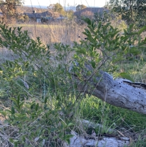 Ligustrum sinense at Hackett, ACT - 25 Jul 2023 04:38 PM