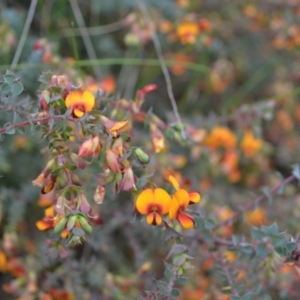 Pultenaea spinosa at Yass River, NSW - 5 Nov 2021