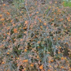 Pultenaea spinosa at Yass River, NSW - 5 Nov 2021