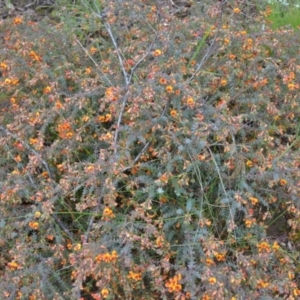 Pultenaea spinosa at suppressed - suppressed