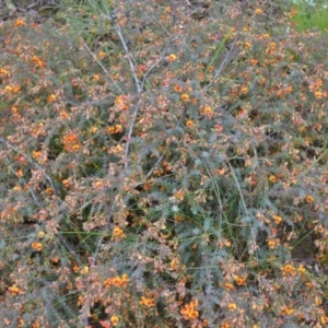 Pultenaea spinosa at Yass River, NSW - 5 Nov 2021