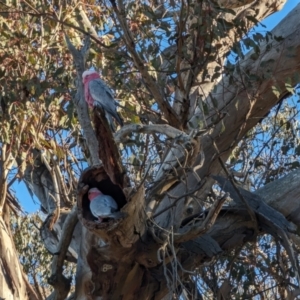 Eolophus roseicapilla at Garran, ACT - 26 Jul 2023 09:24 AM