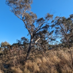 Eolophus roseicapilla at Garran, ACT - 26 Jul 2023 09:24 AM