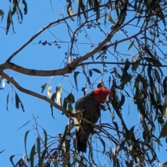 Callocephalon fimbriatum (Gang-gang Cockatoo) at Red Hill Nature Reserve - 25 Jul 2023 by stofbrew
